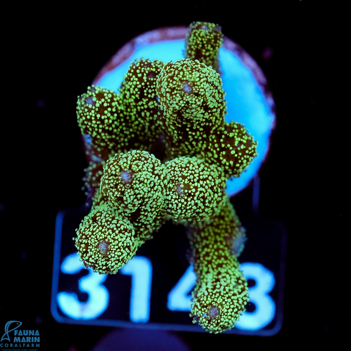 FMC Seriatopora caliendrum Neon Green