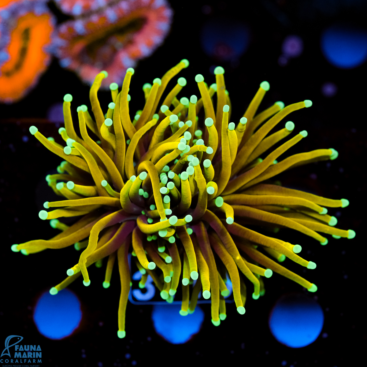 FMC Euphyllia glabrescens Hellfire