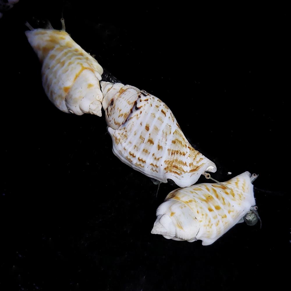 FMC Strombus marginatus - Tiger Flügelschnecke