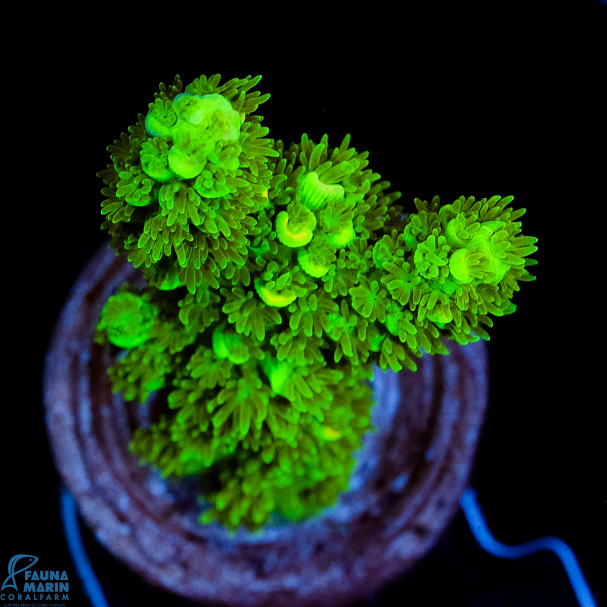 FMC Acropora tenuis Green