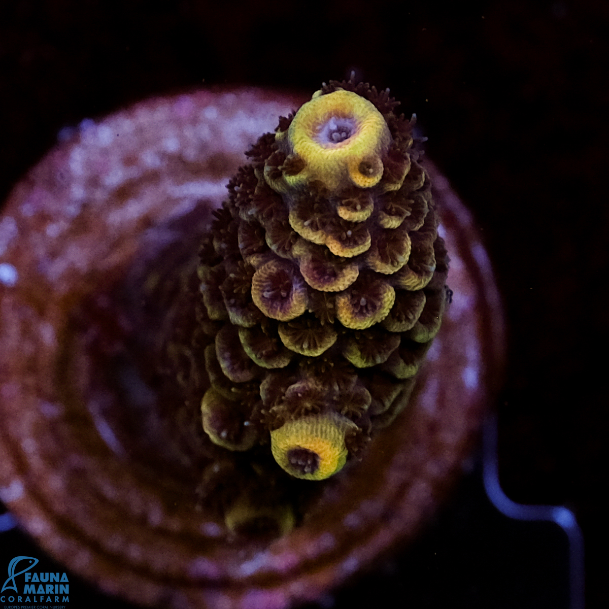 FMC Acropora spathulata Yellow Green