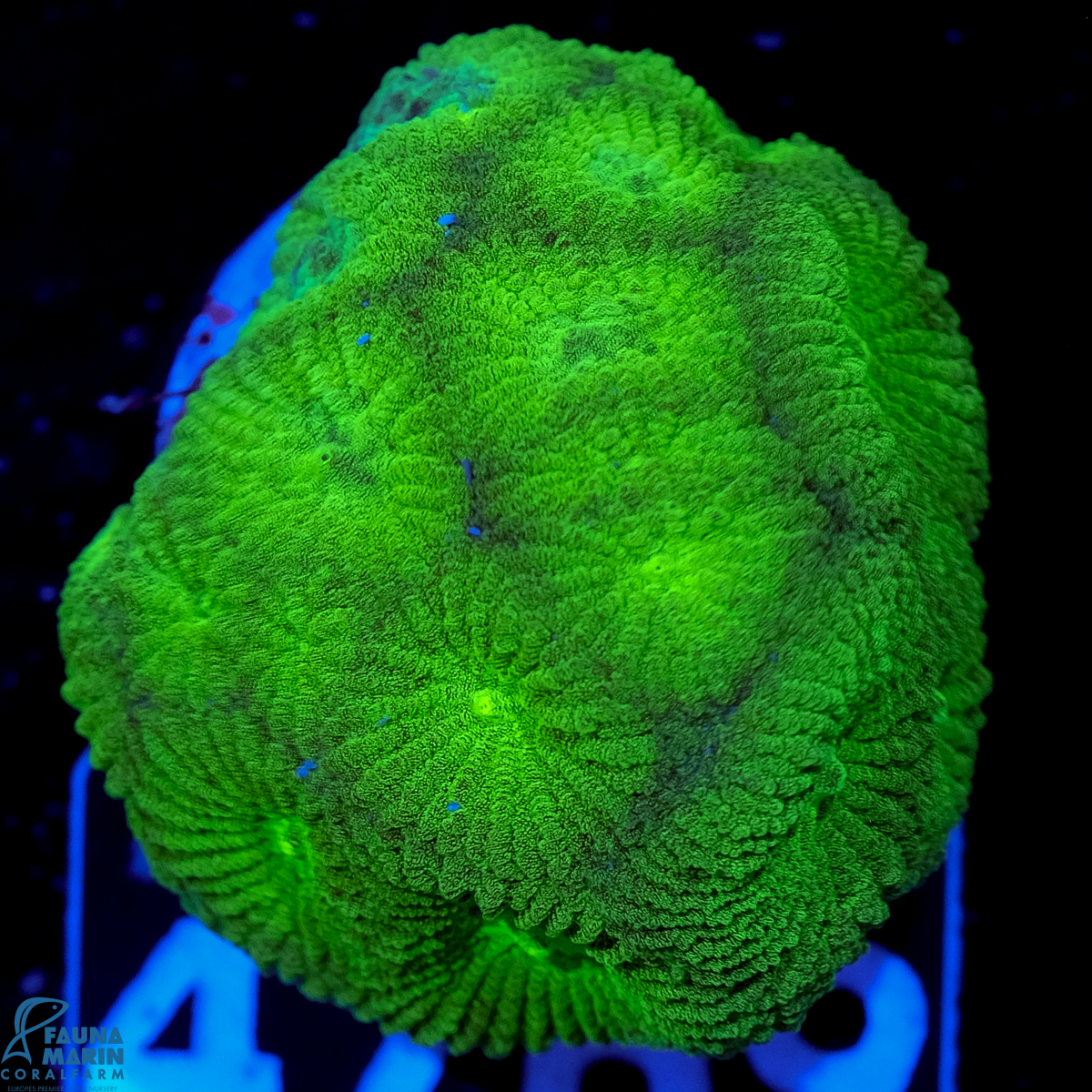 FMC Goniastrea Toxic Green