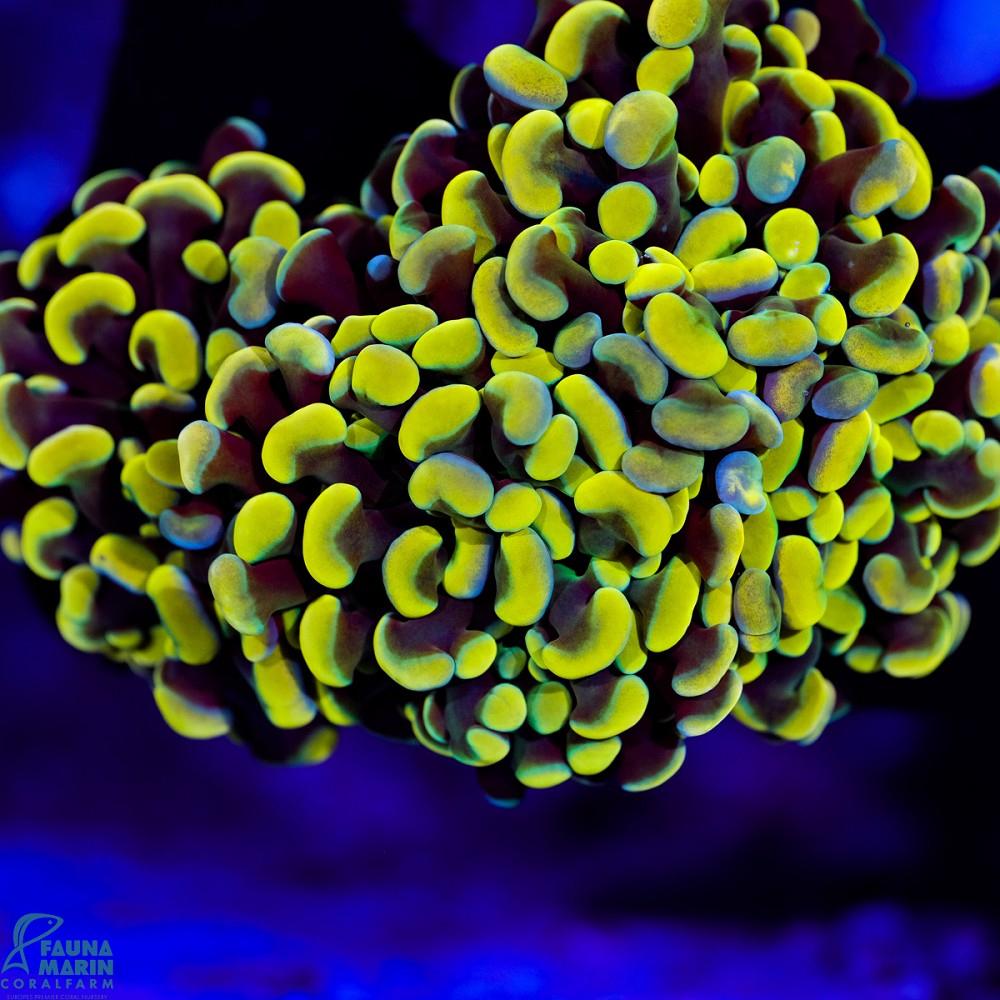 FMC Euphyllia baliensis Gold Nugget