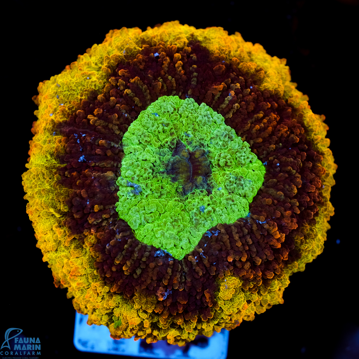 FMC Lobophyllia Rainbow