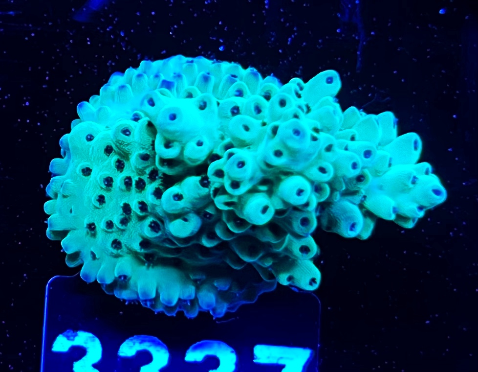 FMC Acropora Aussi Frag