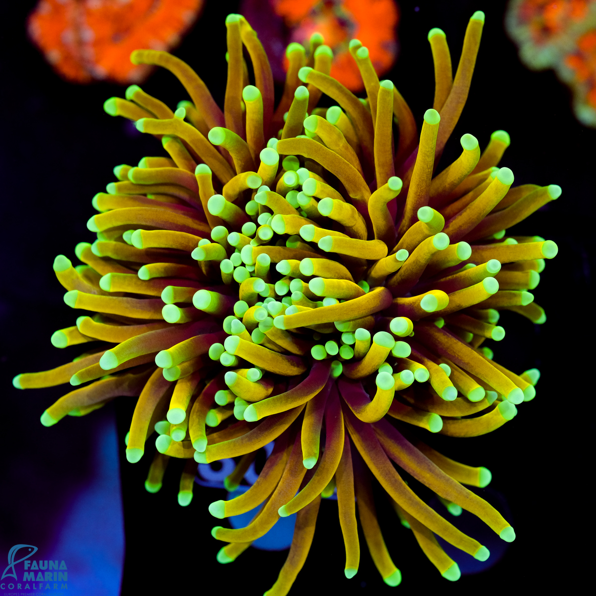 FMC Euphyllia glabrescens Hellfire