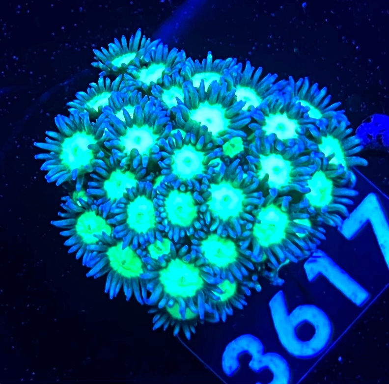 FMC Goniopora Fake Glitter