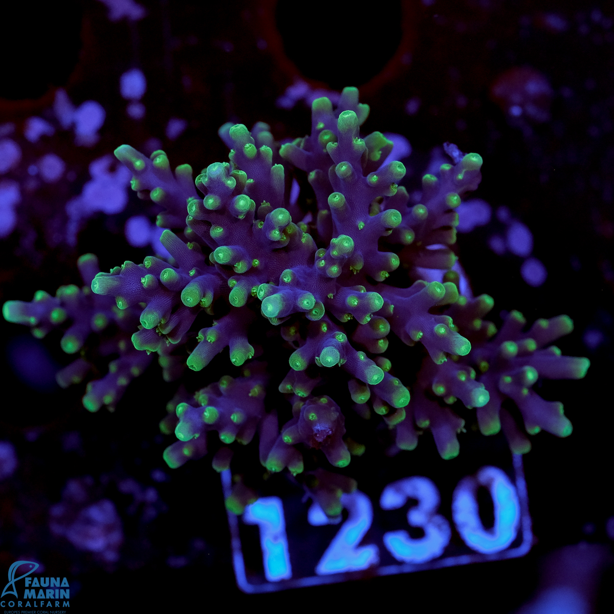 FMC Acropora carduus Green Tips