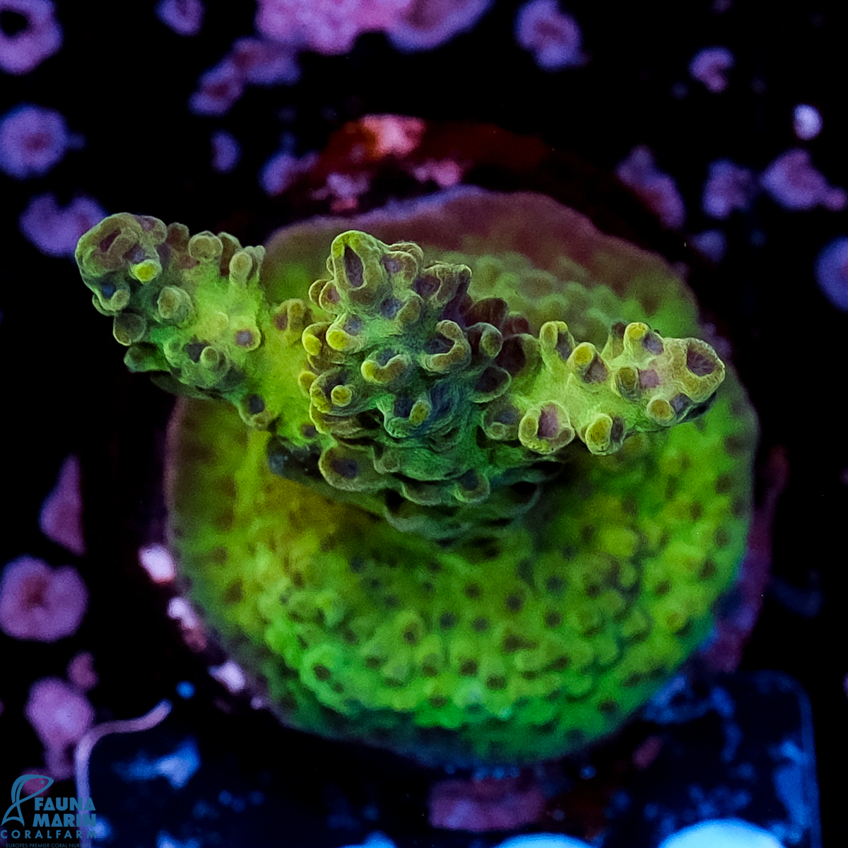 FMC Acropora Insignis Jungle Orchid