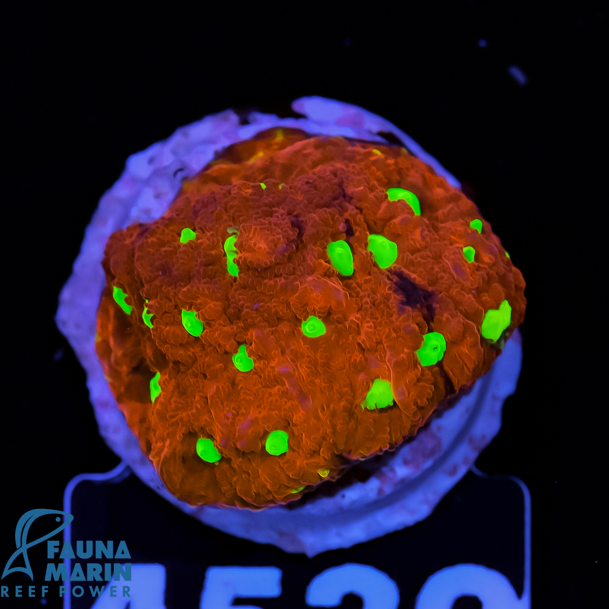 FMC Favia War Coral