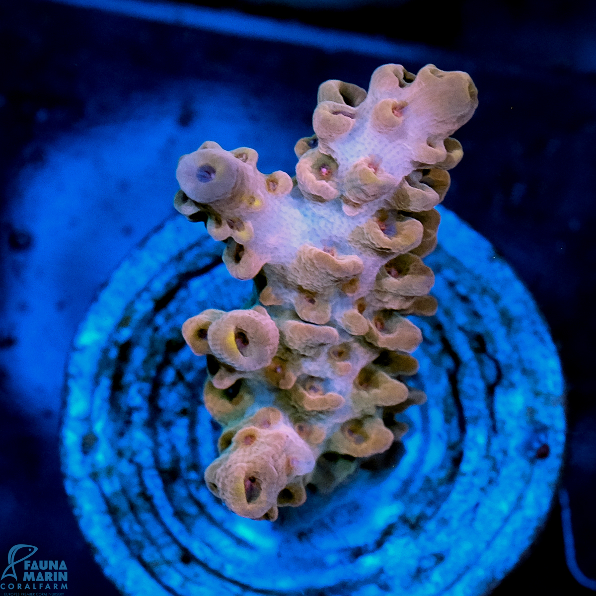 FMC Acropora Orange Ice