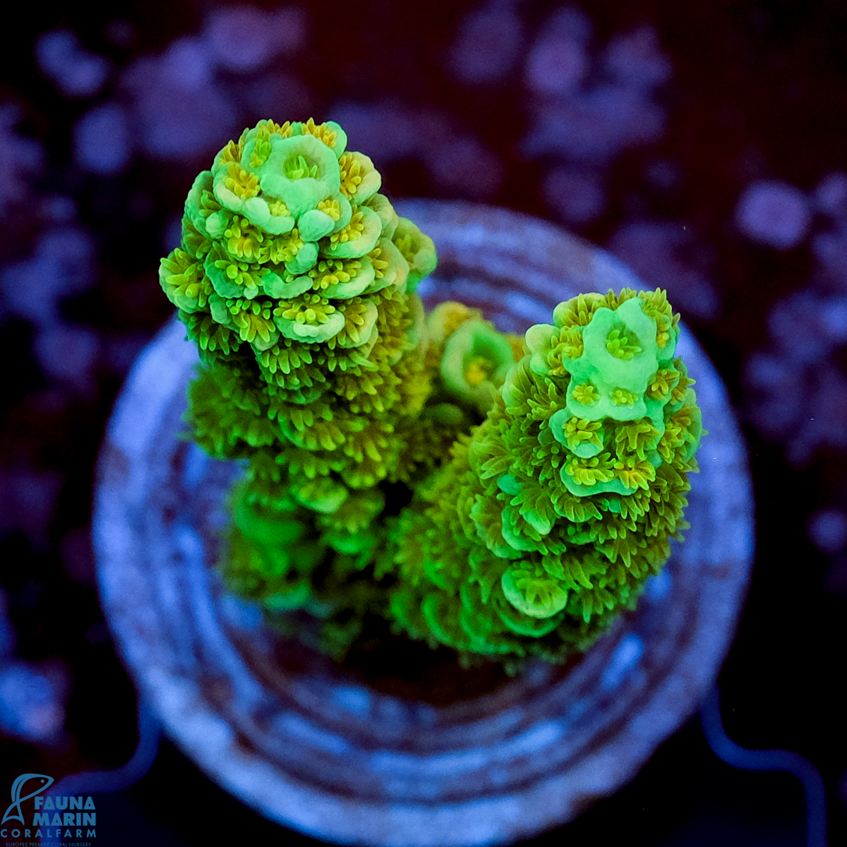 FMC Acropora tenuis Green V