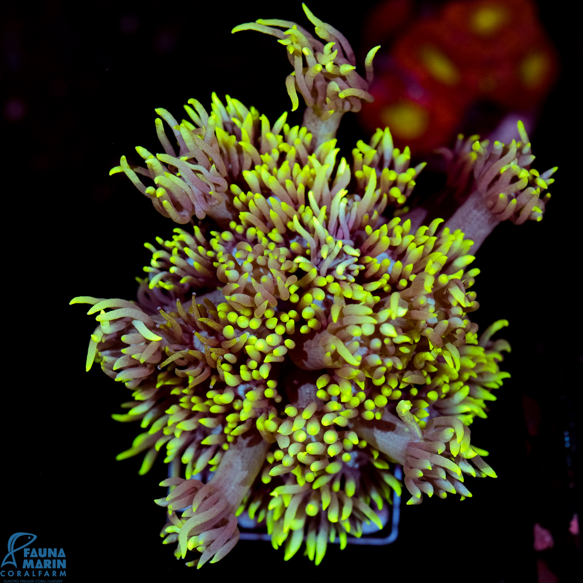 FMC Goniopora Neon Yellow Tip