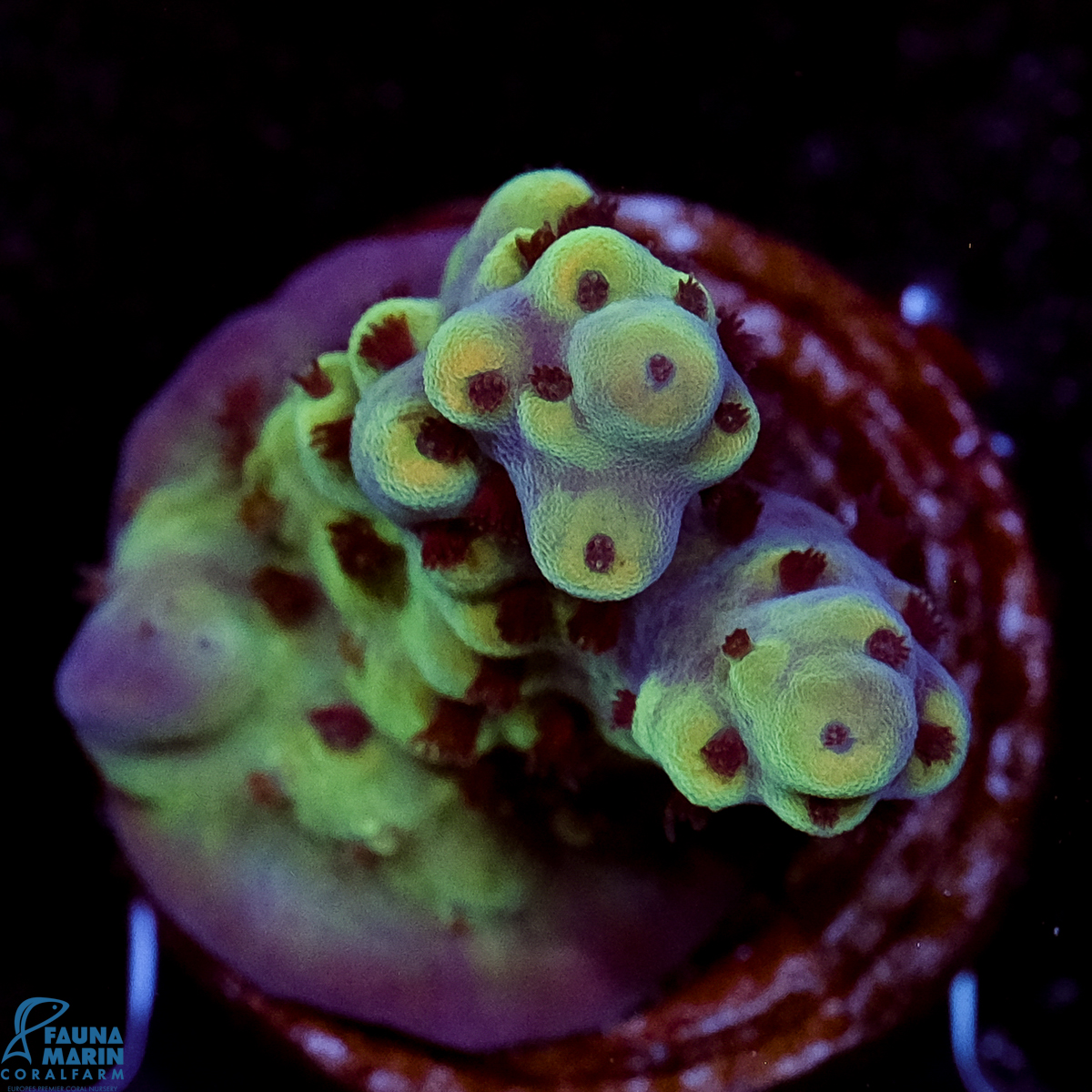 FMC Acropora sarmentosa