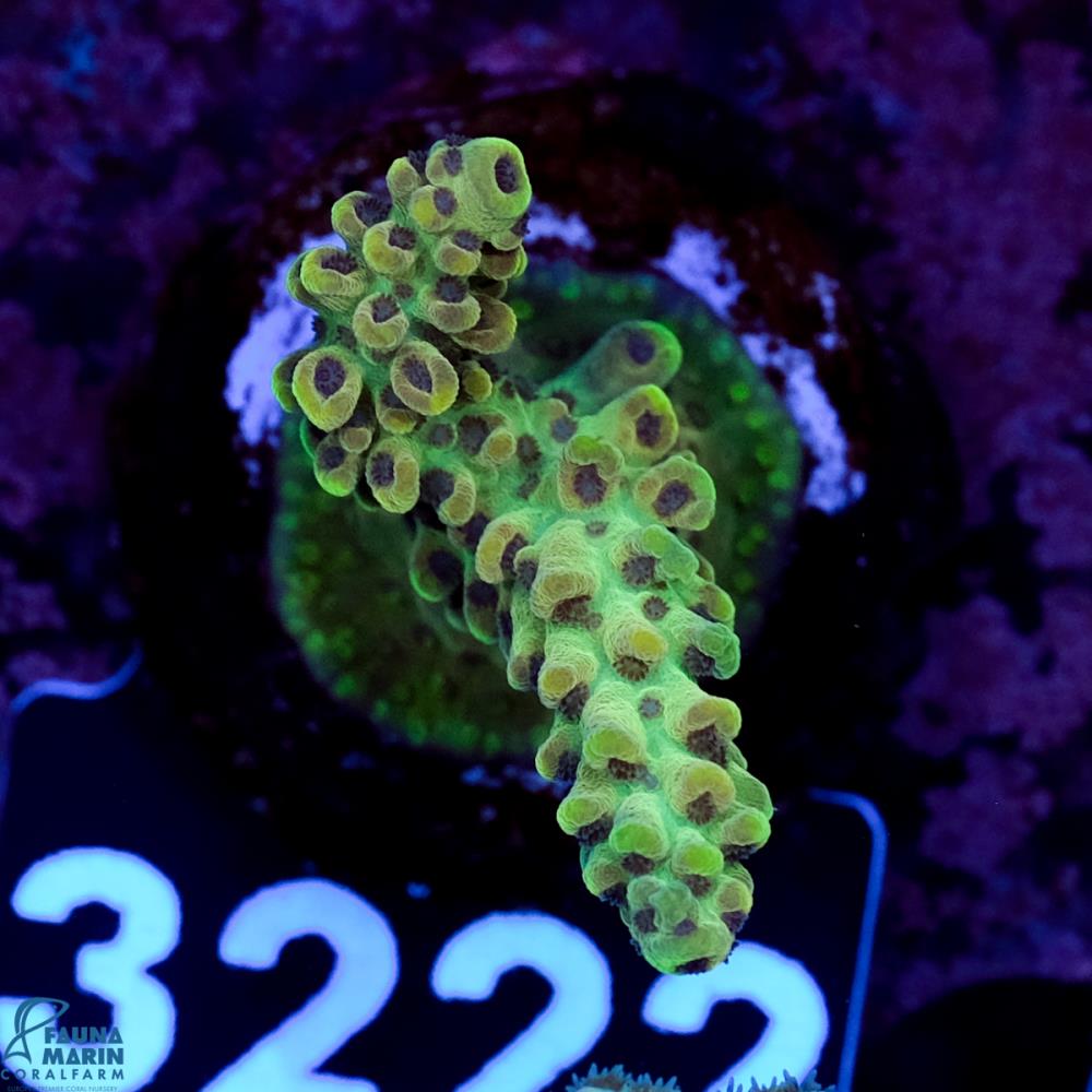 FMC Acropora insignis Jungle Orchid