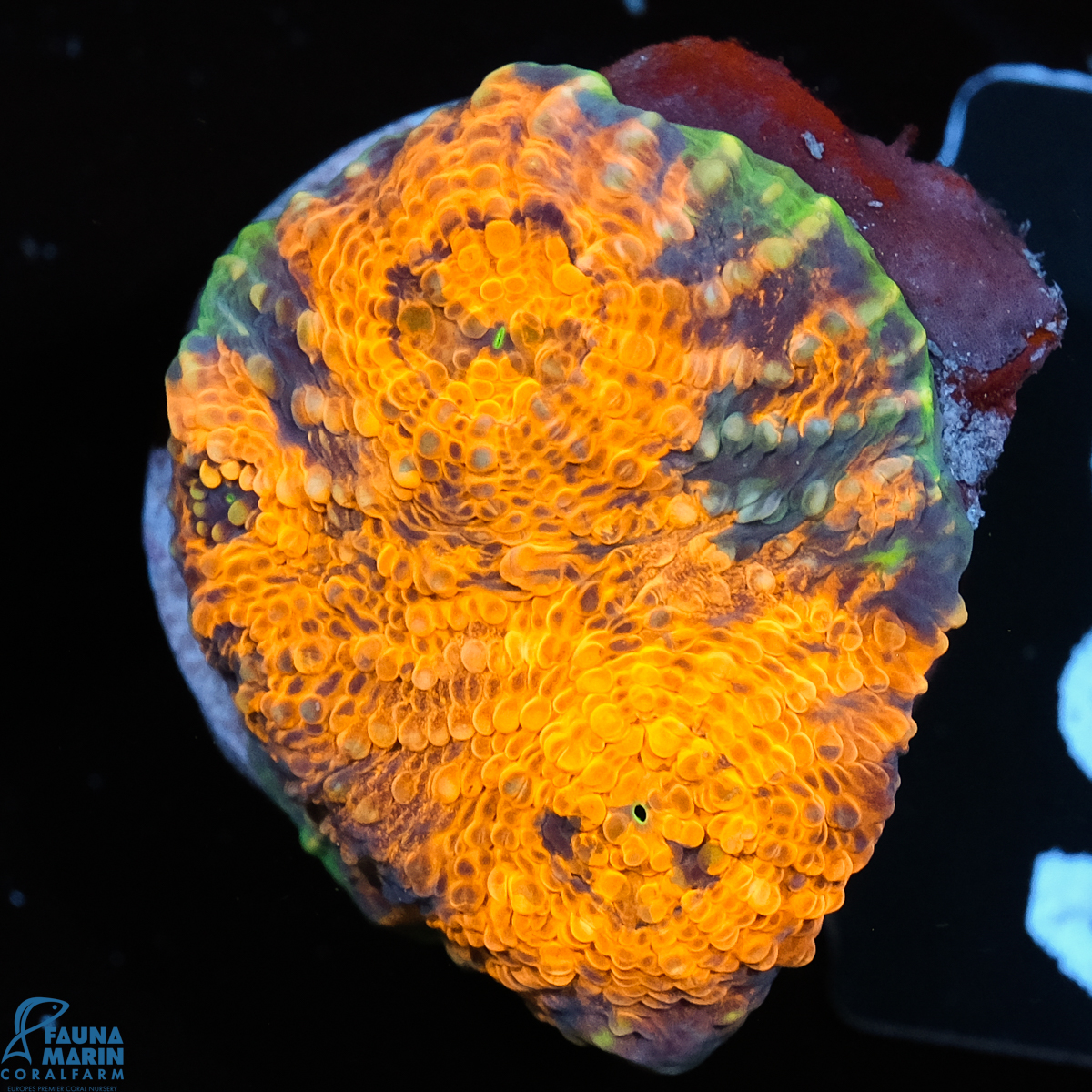 FMC Acanthastrea echinata Orange Shine