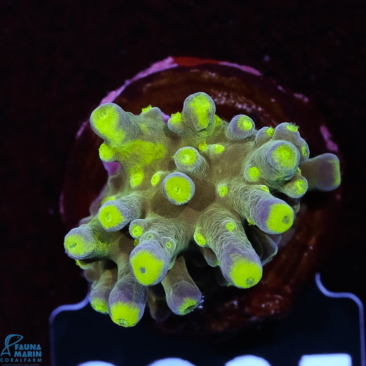 FMC Acropora Aussi Frag