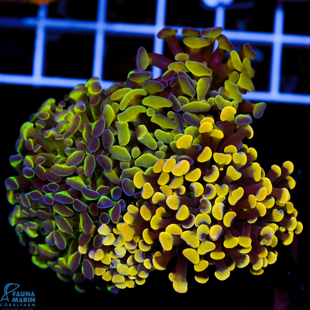 FMC Euphyllia Garden