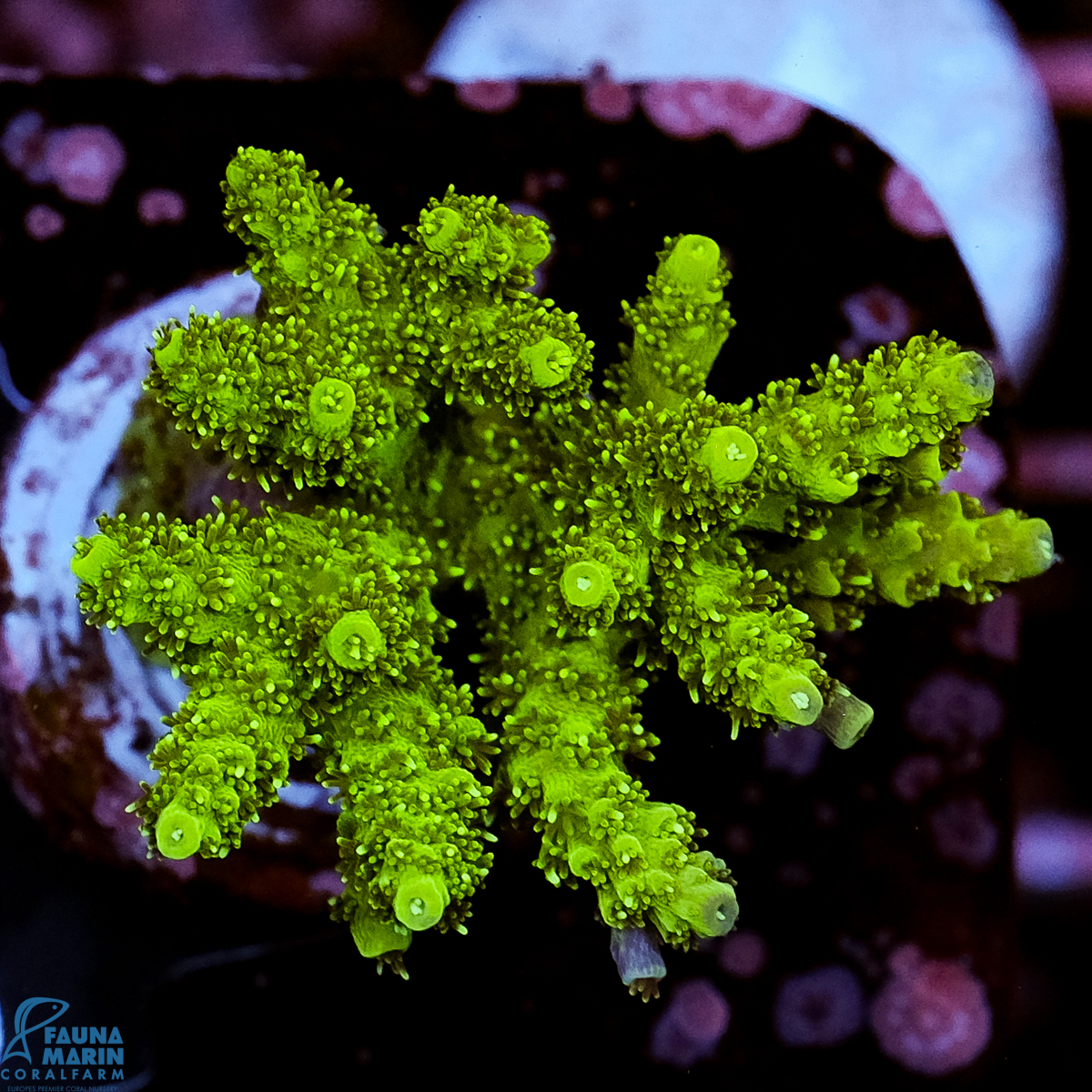 FMC Acropora hyacinthus Green