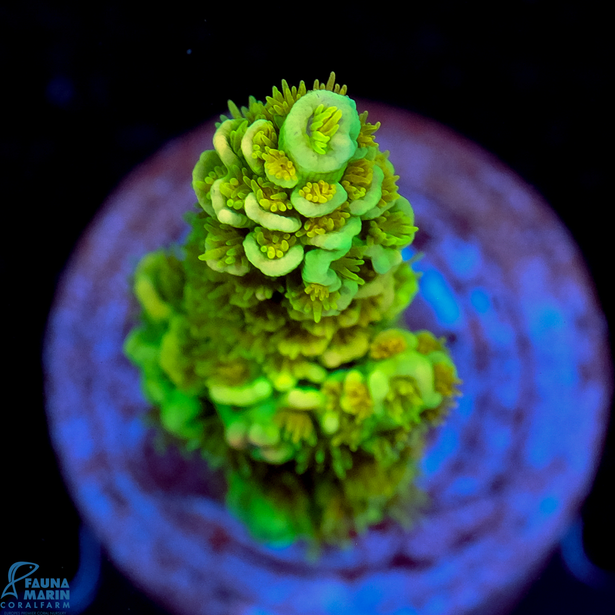 FMC Acropora tenuis Green