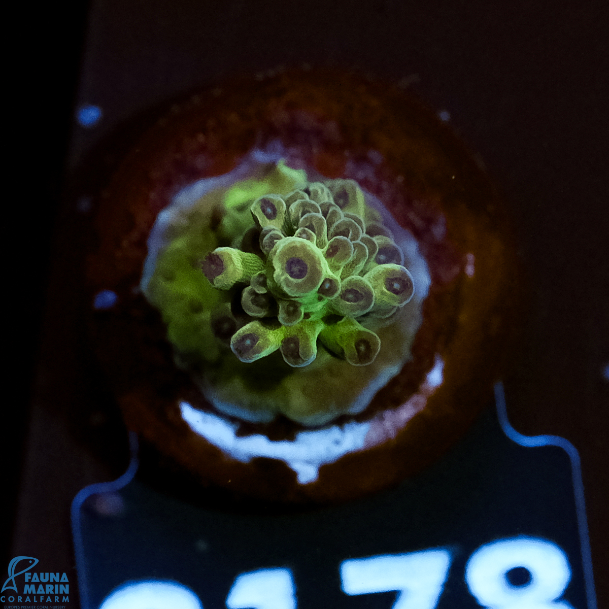 FMC Acropora Insignis Jungle Orchid