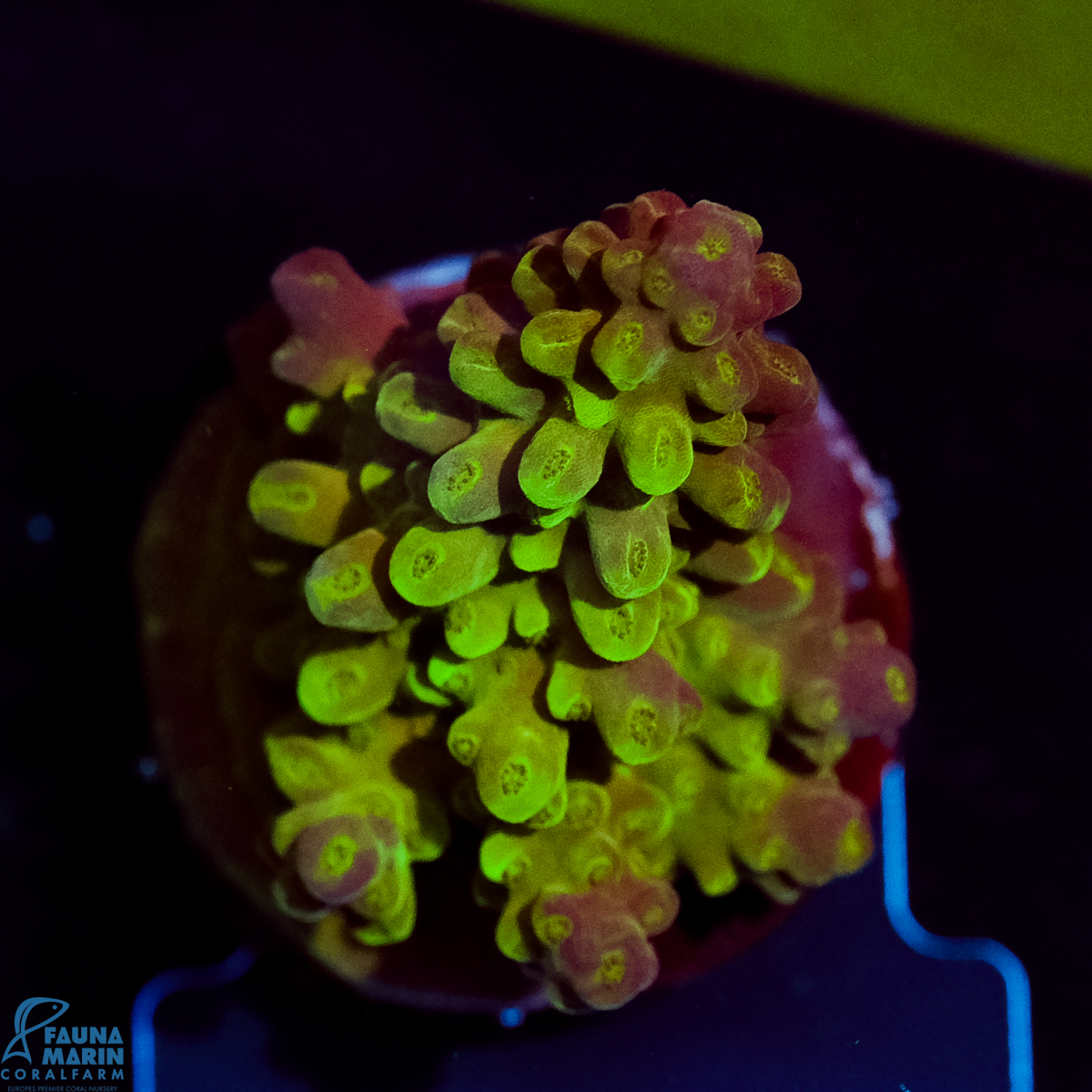 FMC Acropora abrotanoides Purple Tip