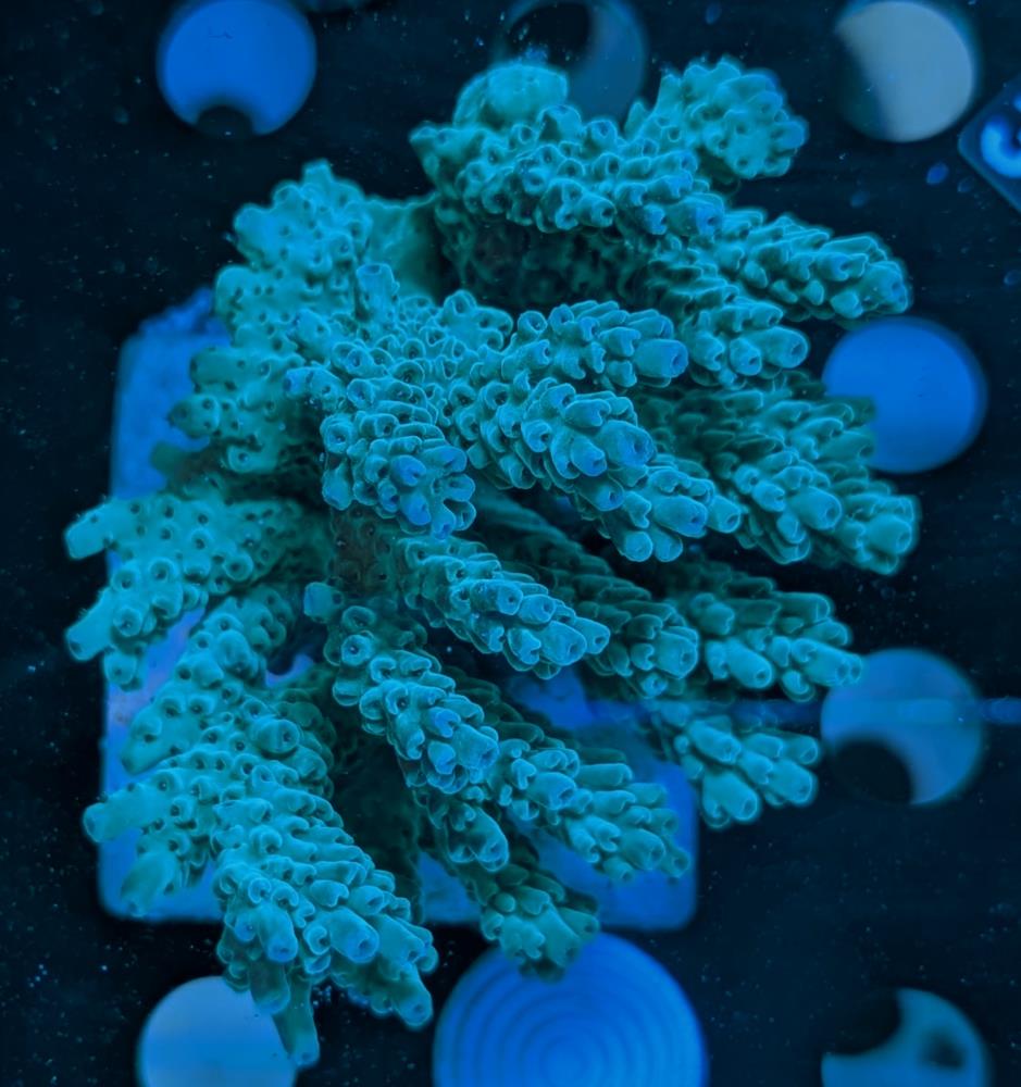 FMC Acropora sp.