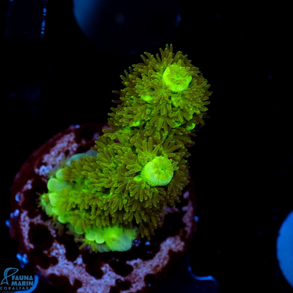 FMC Acropora tenuis Green