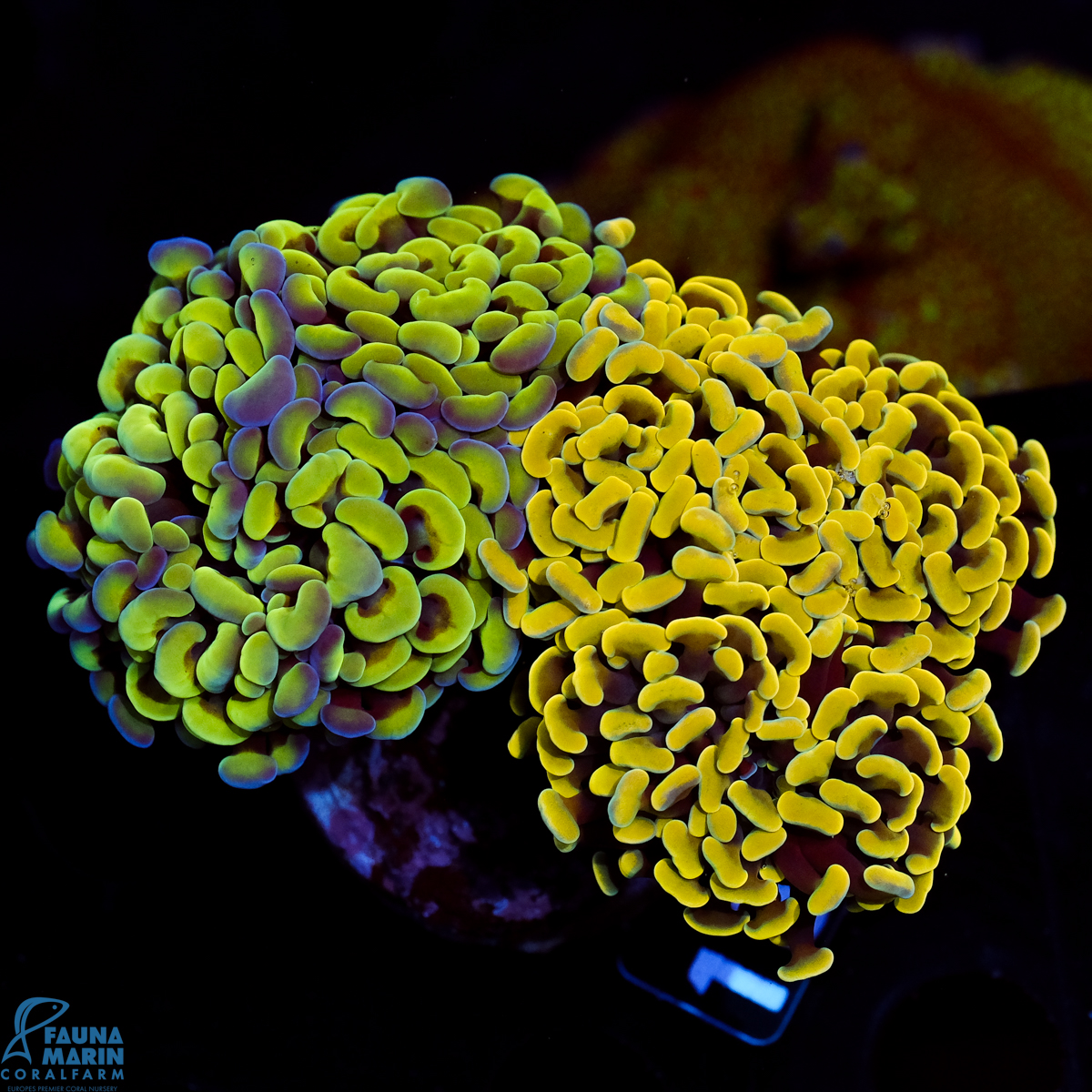 FMC Euphyllia Double