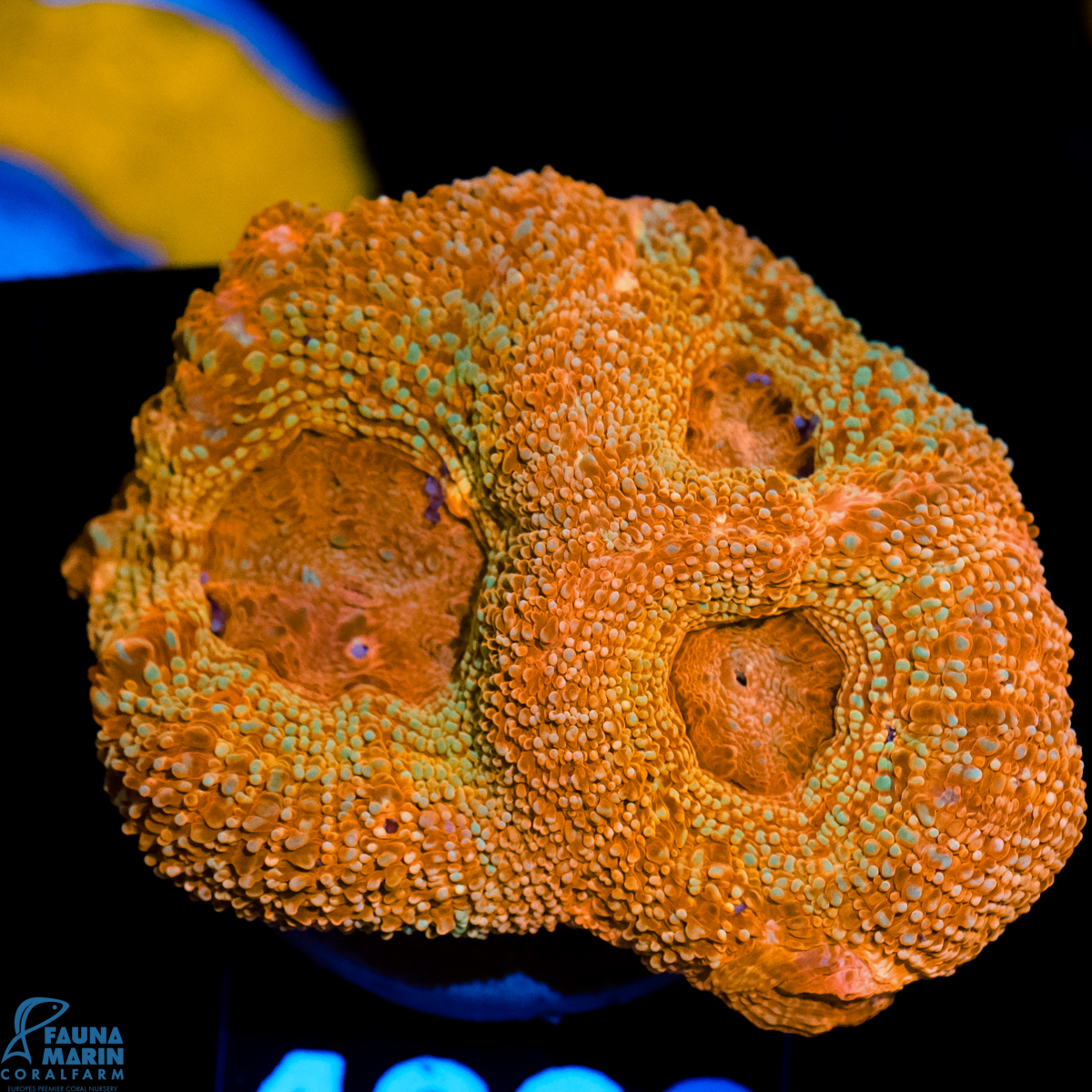 FMC Acanthastrea bowerbanki Light Red