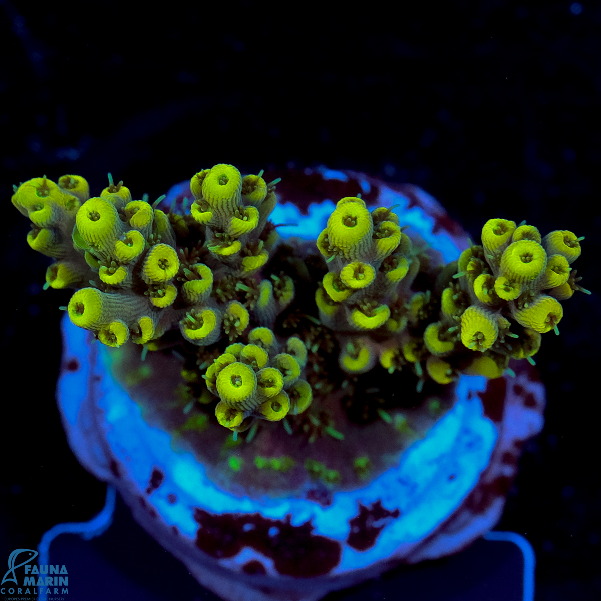 FMC Acropora Yellowish