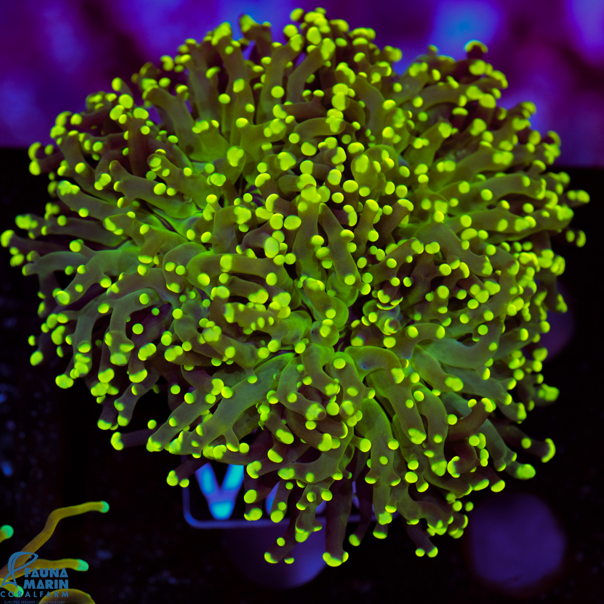 FMC Euphyllia yaeyamaensis Frogspawn V