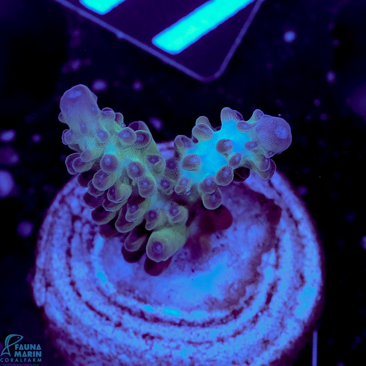 FMC Acropora Green Monster