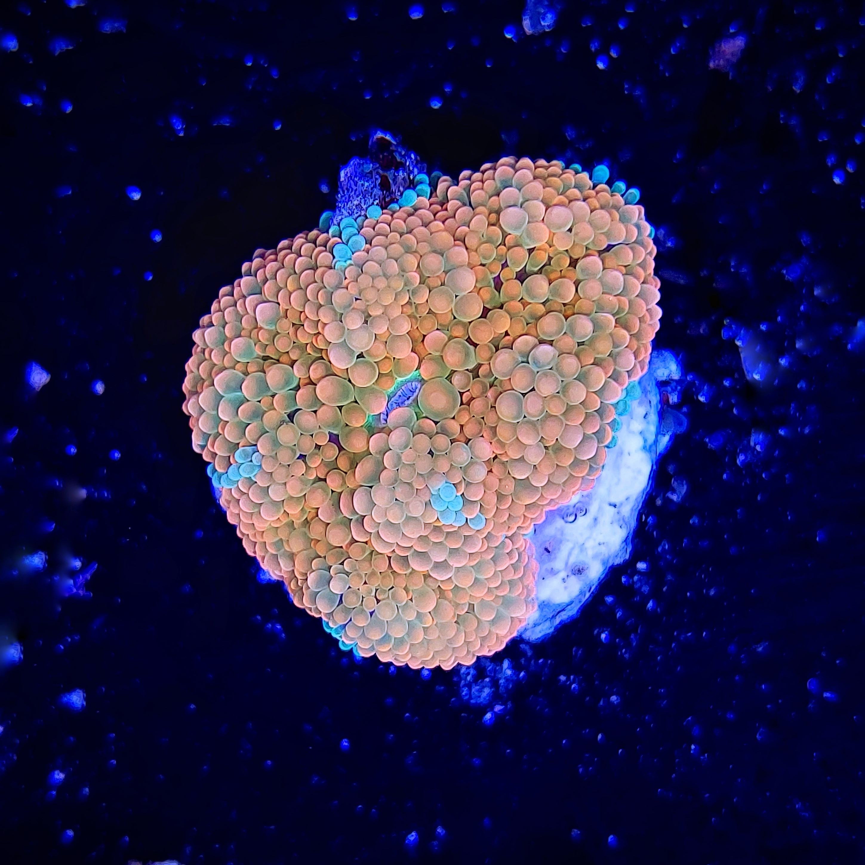 FMC Ricordea floridae orange V