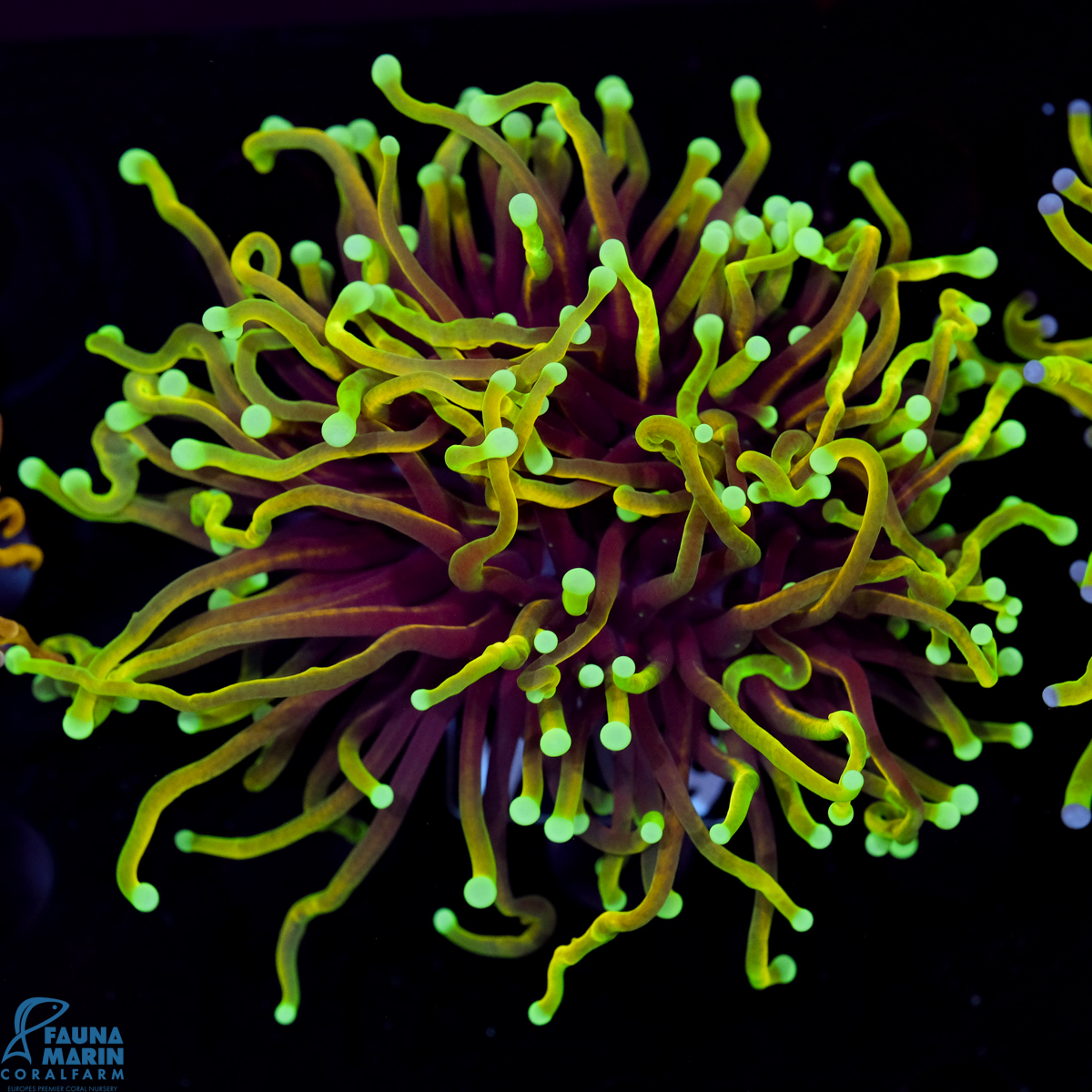 FMC Euphyllia glabrescens Hellfire 1 Head V