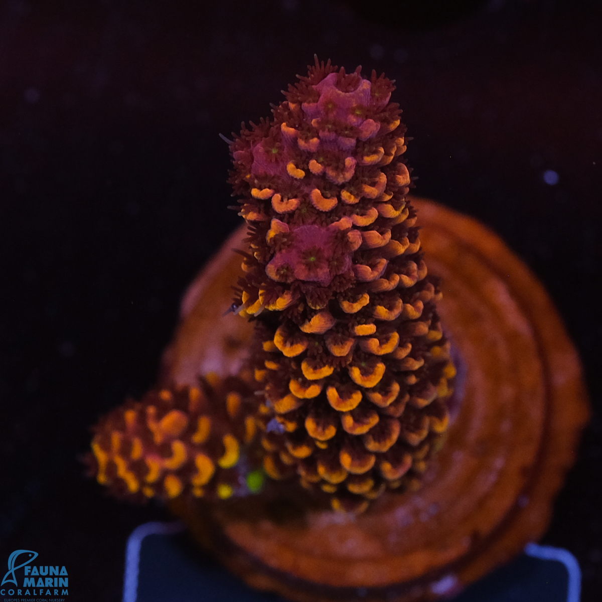 FMC Acropora spathulata Sparkle