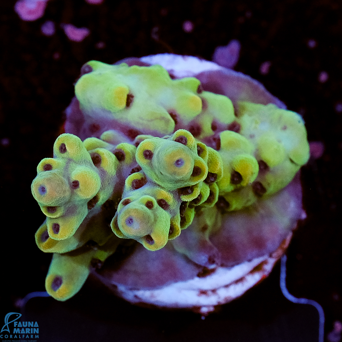 FMC Acropora sarmentosa