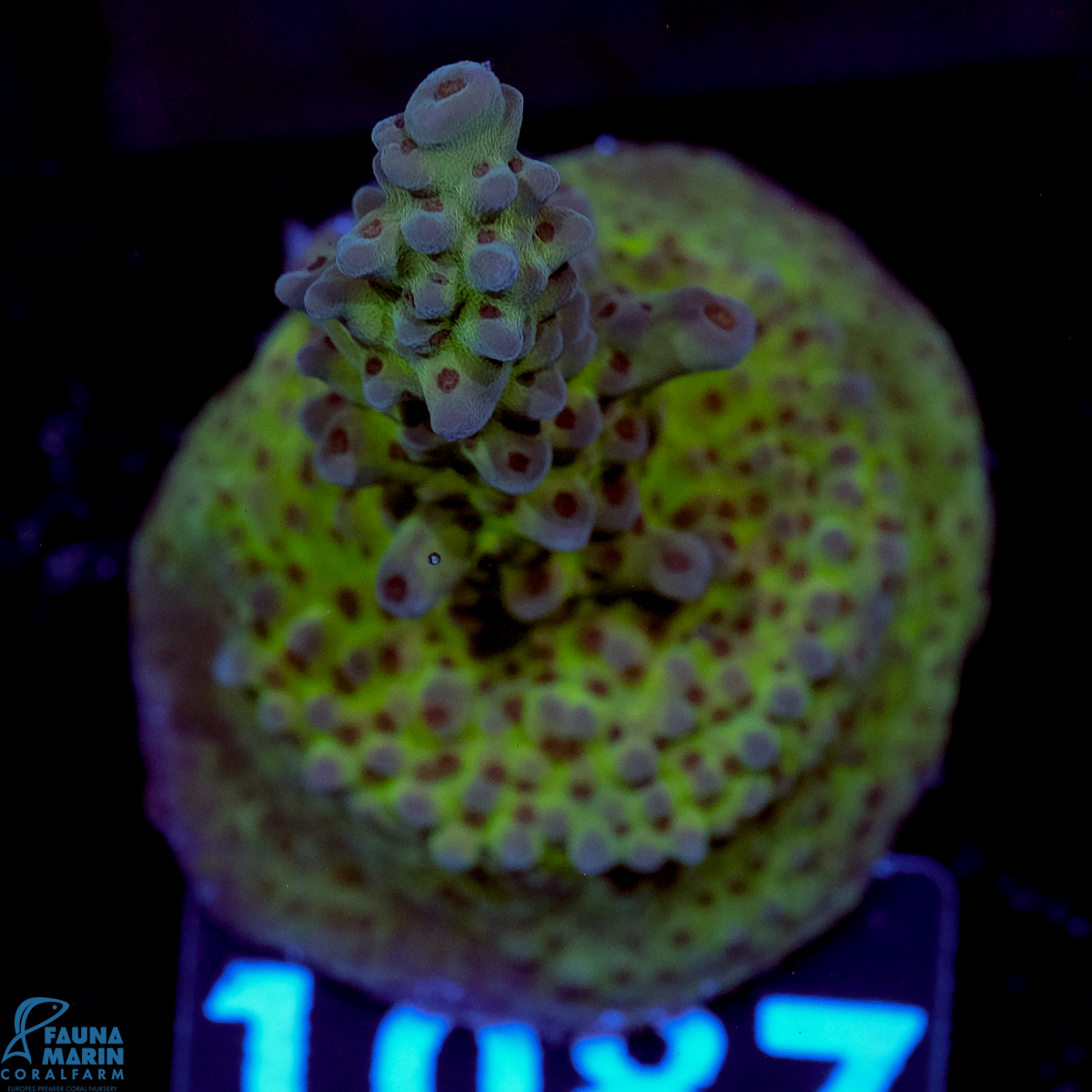 FMC Acropora Blueberry Bush