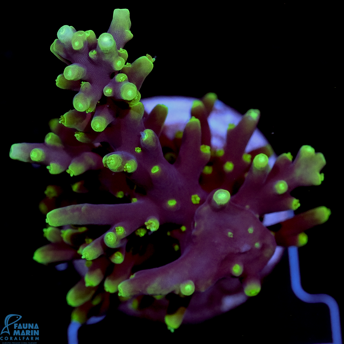 FMC Acropora carduus Pacman