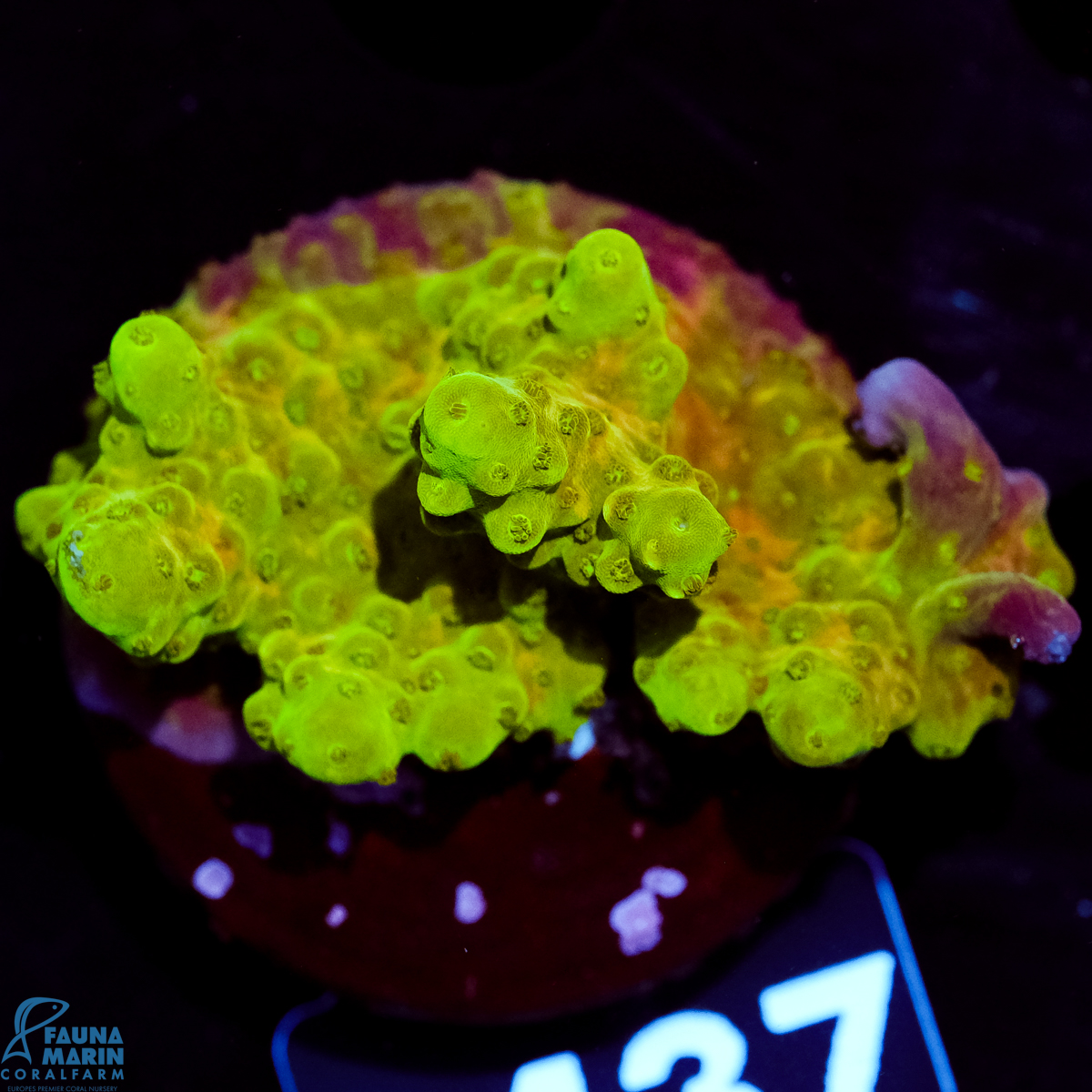 FMC Acropora rosaria Goldfinger