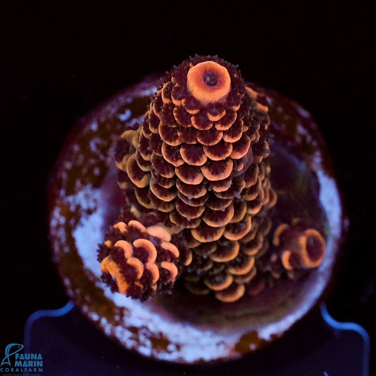 FMC Acropora spathulata Sparkle