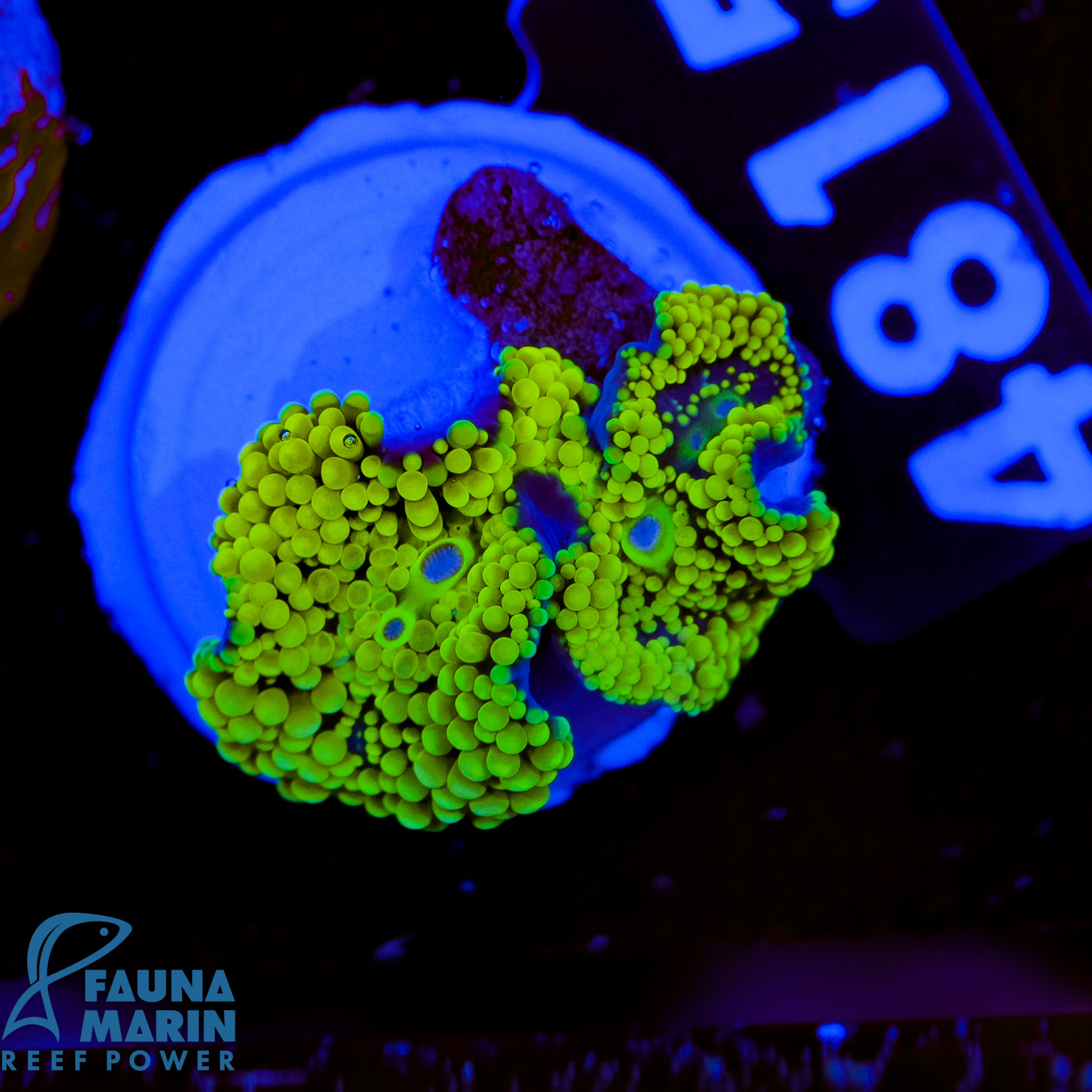 FMC Ricordea florida Green