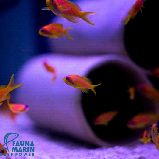 FMC Pseudanthias squamipinnis - Juwelen Fahnenbarsch V