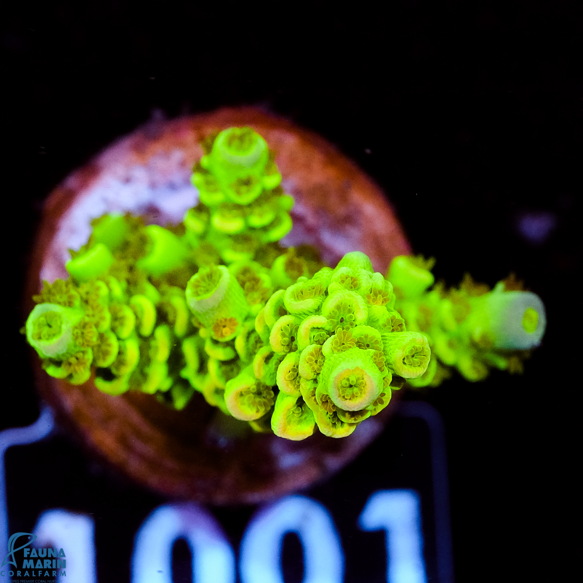 FMC Acropora tenuis Green