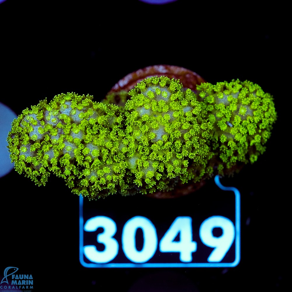 FMC Pocillopora Green