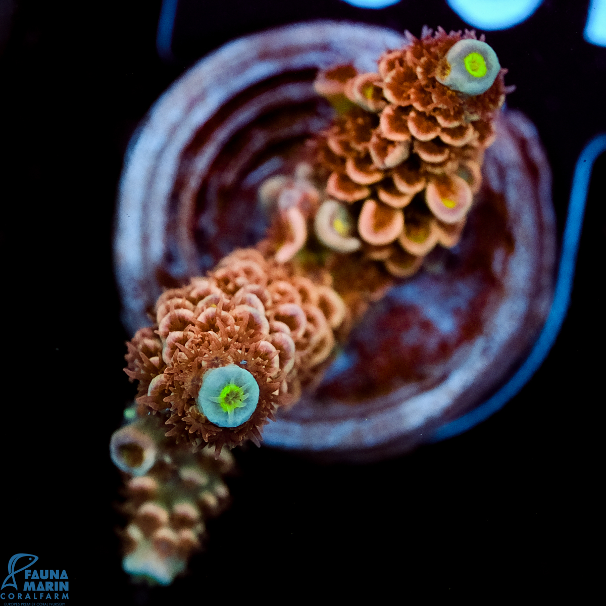 FMC Acropora tenuis Pink Power