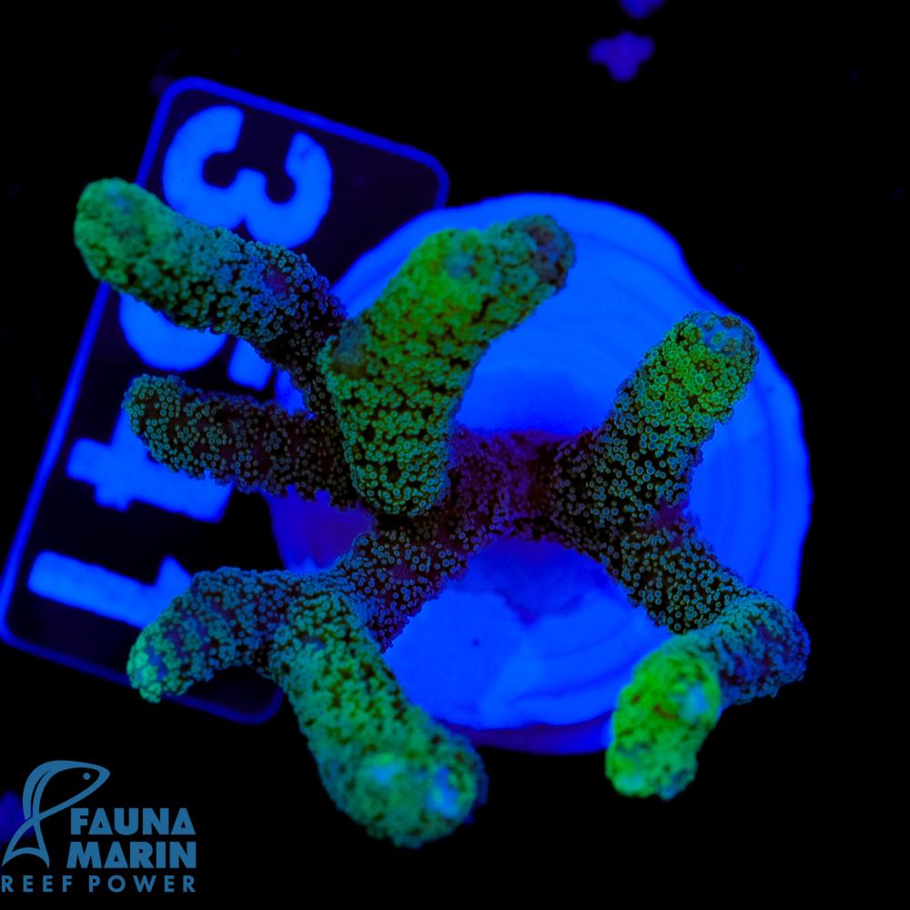 FMC Seriatopora caliendrum Green Tip V