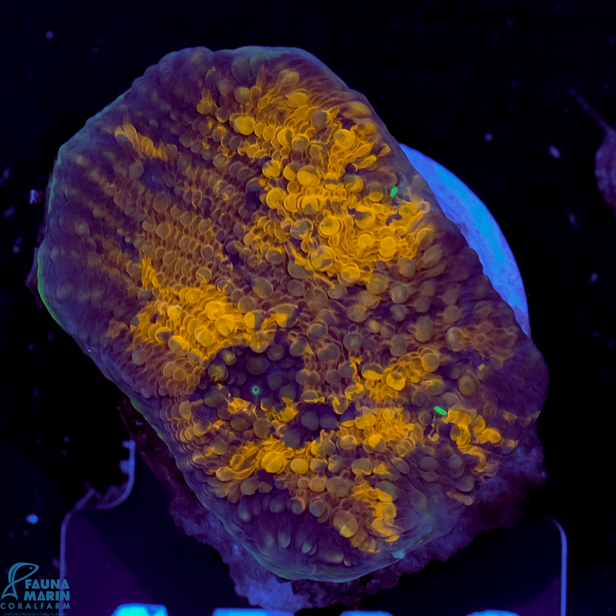 FMC Acanthastrea echinata Orange shine