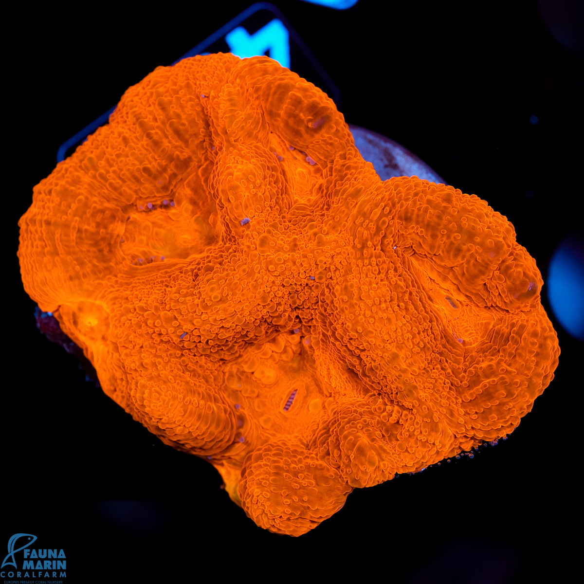 FMC Acanthastrea bowerbanki Red