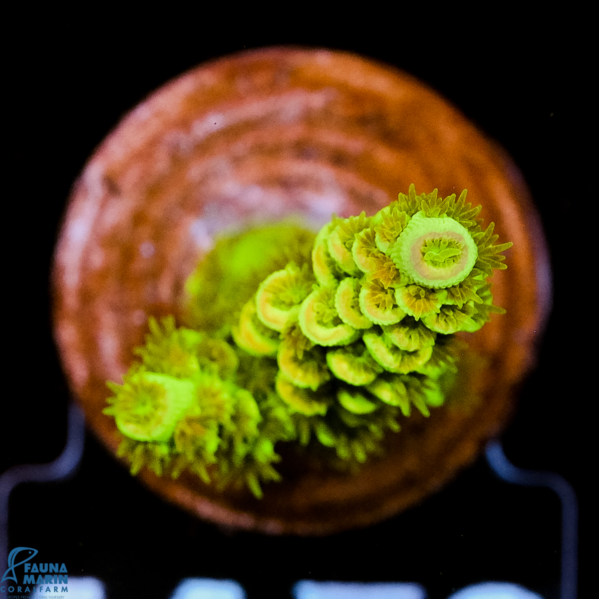 FMC Acropora tenuis Green